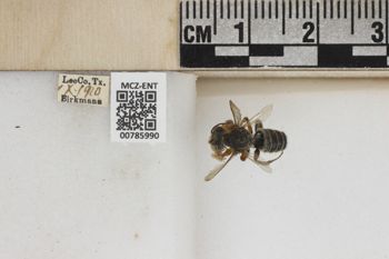 Media type: image;   Entomology 785990 Aspect: Labels